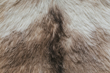 Natural Wool Texture Animals, The coat of the wolf with a dark cloth in the skin