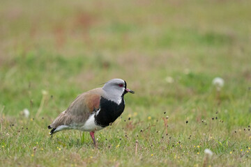 The southern lapwing (Vanellus chilensis)
