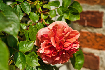 Schleswig Holstein Deutschland Nordsee