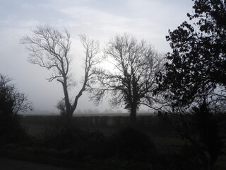 Trees in Fog