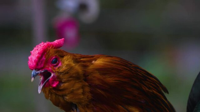 Close up of Rooster head crowing with audio
