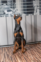 Doberman dog playing in a city apartment.