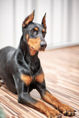 Doberman dog playing in a city apartment.