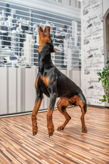Doberman dog playing in a city apartment.
