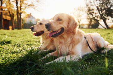 Sitting on the grass. Two beautiful Golden Retriever dogs have a walk outdoors in the park together