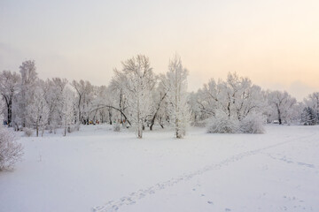 Fototapeta na wymiar Winter landscape trees covered with hoarfrost