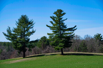 Two pine trees on rolling hill with green grass