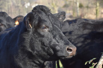 Fototapeta premium jullouville, sud-manche, vache, campagne