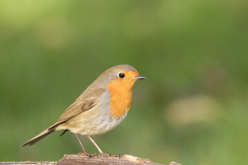 Robin 