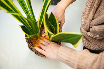 Houseplants are repotted in planting granules