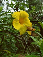 yellow flower in the garden