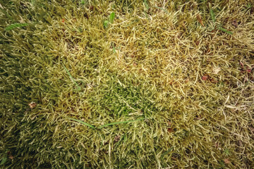 the texture of moss in the swamp
