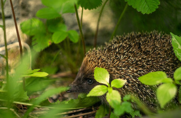 Brown hedgehog crawling in the grass