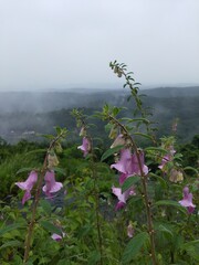 pink flower in the mountains