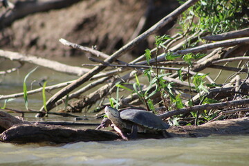 Tortuga