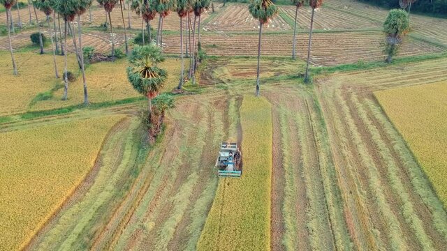 Aerial view of Harvester machines working in rice field. Combine agriculture machine harvesting golden ripe rice field.