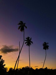Sunset + palms