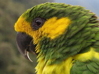 Loro Orejiamarillo- Colombia