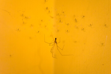 A small spider on a yellow wall