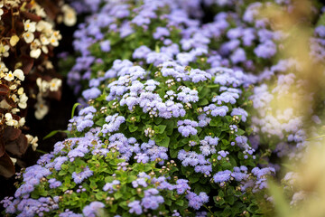 Different types of flowers. Many flowers for background.