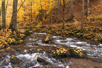 Autumn in a Czech forest
