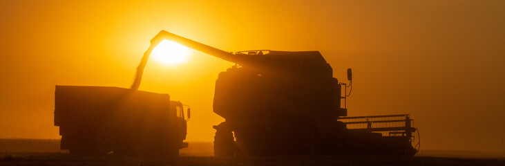 Agriculture. Combine harvester pours grain into the car body at sunset. Seasonal harvesting the wheat. Dusty field from the work of grain harvesting equipment. Silhouette tractor in the sunlight.