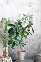 Room palm leaves on grey wall background. Modern  floral concept of home garden.