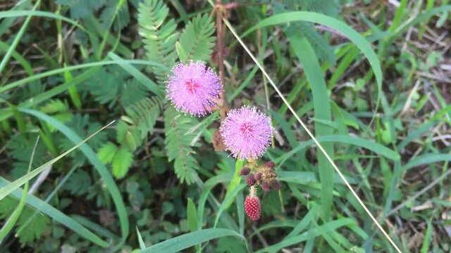 Mimosa pudica, Is an annual plant The flowers are round pink. The composite blades can fold inward or fold when touched or shaken to protect themselves from various threats.