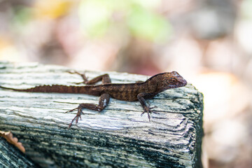 LIZARD