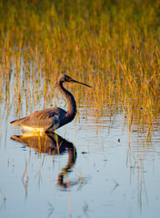 556-41 Great Blue Heron Fishing