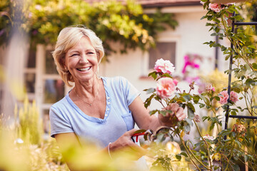 Retired Woman At Work Pruning Roses On Trellis Arch In Garden At Home