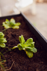 Close Up Of Plants Into Wooden Garden Planter At Home