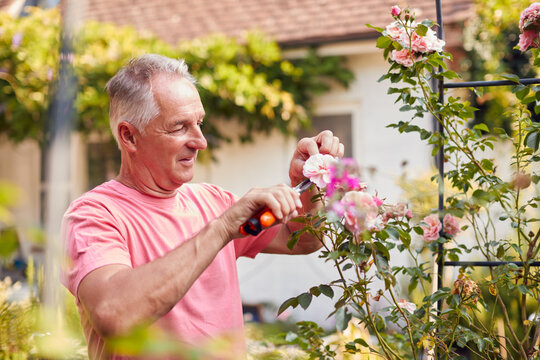 Retired Man At Work Pruning Roses On Trellis Arch In Garden At Home