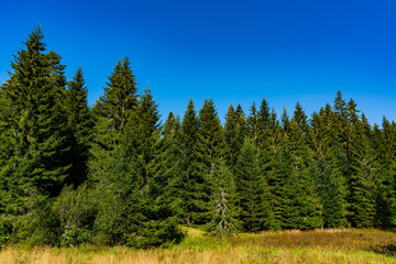 Fototapeta na wymiar Forest on Tara mountain in Serbia on a summer day