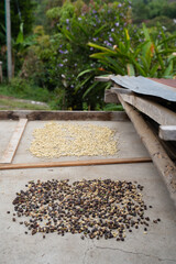 Séchage artisanal du café dans une ferme à Filandia, Quindio, Colombia