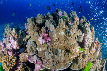 Tropical fish and corals on a fragile coral reef system in Asia