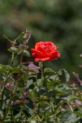 The summer orange, decorative rose grows on a flower bed