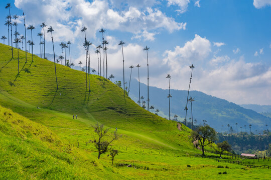 Palmas gigantes en Valle de Cocora cerca de Salento,  Quindio, Colombia
