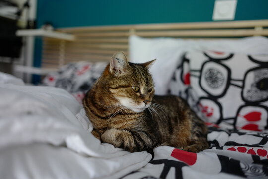 Louna BabyCat