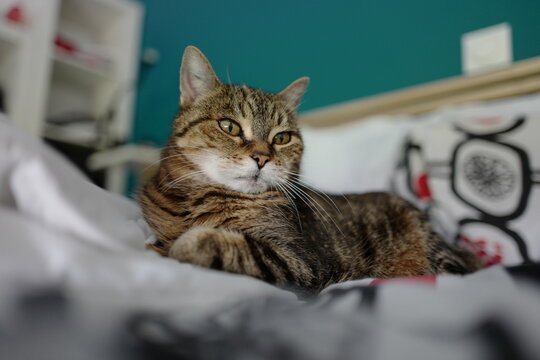 Louna BabyCat