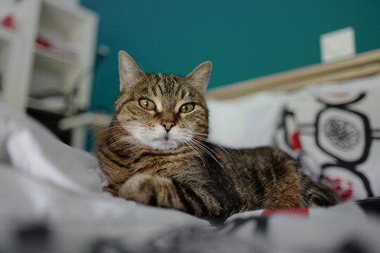Louna BabyCat