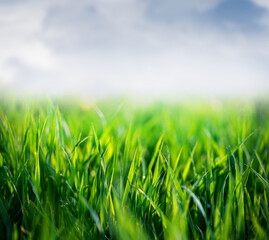 fresh green grass spring background banner new life and nature concept