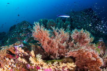 Fototapeta na wymiar Tropical fish and corals on a fragile coral reef system in Asia