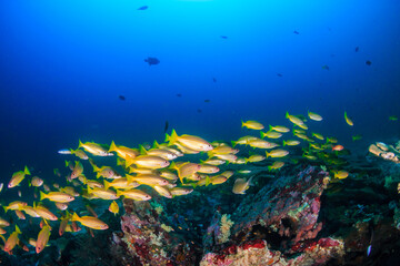 Naklejka na ściany i meble School of colorful blue stripe snapper on a tropical coral reef in Thailand's Andaman Sea