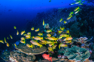 School of colorful blue stripe snapper on a tropical coral reef in Thailand's Andaman Sea
