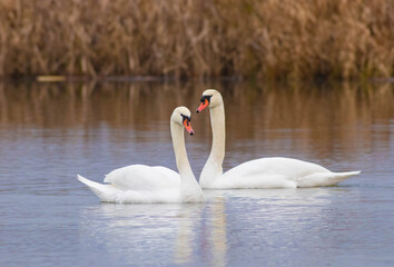 Mute Swan Couple