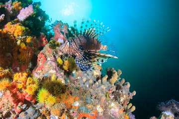 Naklejka na ściany i meble Lionfish on a colorful tropical coral reef (Richelieu Rock, Thailand)