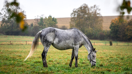 Fototapeta na wymiar Beautiful gray roan horse grazing on pasture in rain. Animal farm in autumn