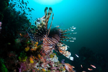 Lionfish on a colorful tropical coral reef (Richelieu Rock, Thailand)