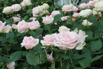 Pale Pink Roses Galore